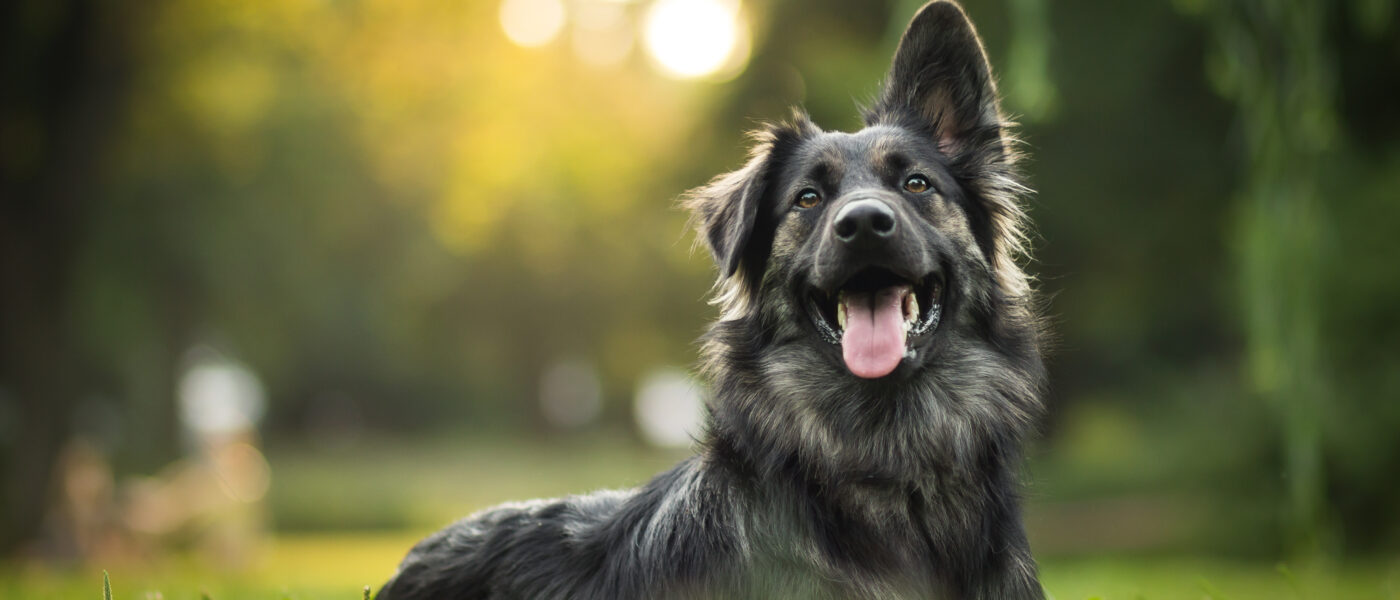 Photo of a light brown and black dog with one pointed ear and one folded one lying in green grass