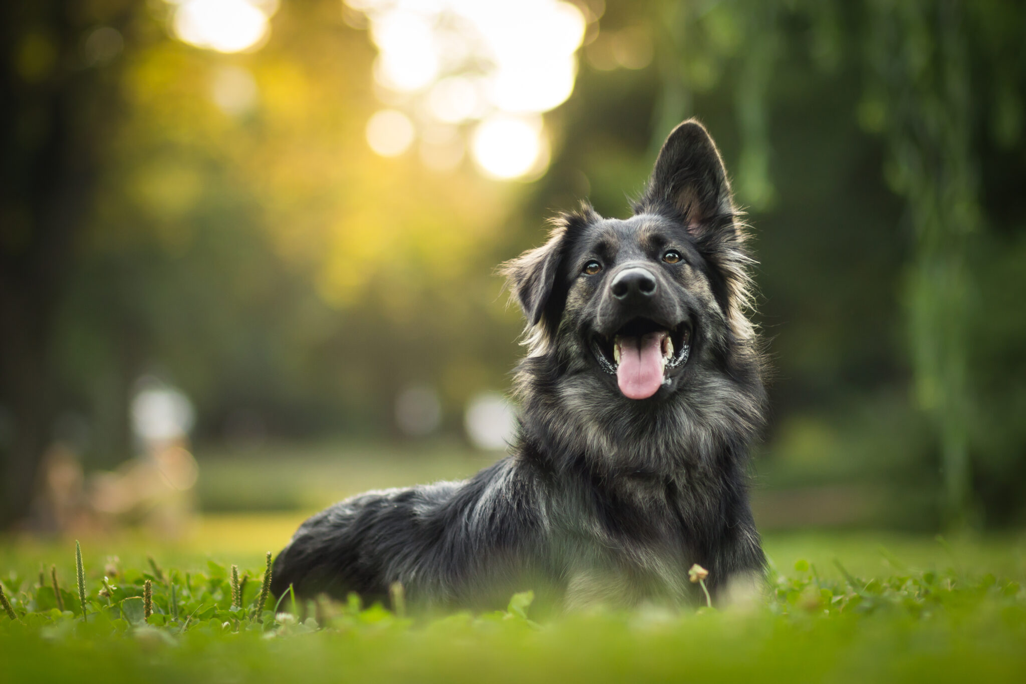 Photo of a light brown and black dog with one pointed ear and one folded one lying in green grass